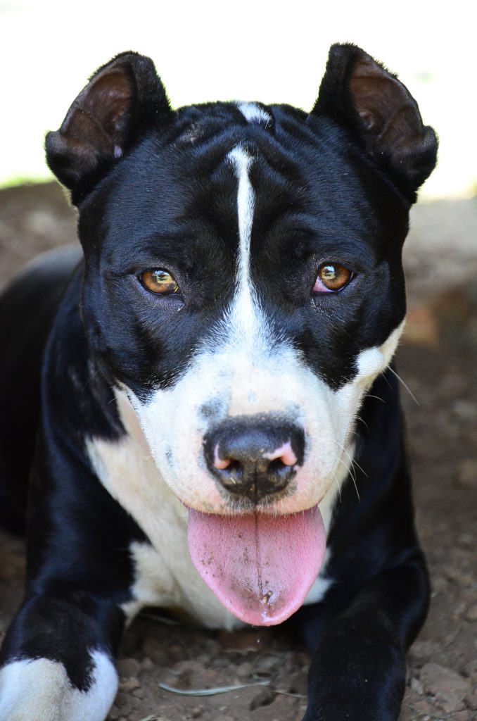 Love-A-Bull Pit Bull Rescue South Africa